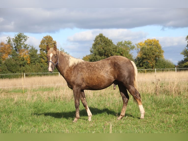 American Quarter Horse Stallion 1 year 14,3 hh Palomino in Haren American Quarter Horse Stallion 1 year 14,3 hh Palomino in Haren
