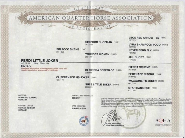 American Quarter Horse Stallion 1 year 14,3 hh Roan-Bay in Neumünster