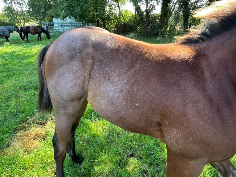 American Quarter Horse Stallion 1 year 14,3 hh Roan-Bay in Neumünster