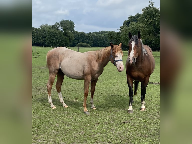 American Quarter Horse Stallion 1 year 14,3 hh Roan-Red in Kl&#xF6;tze