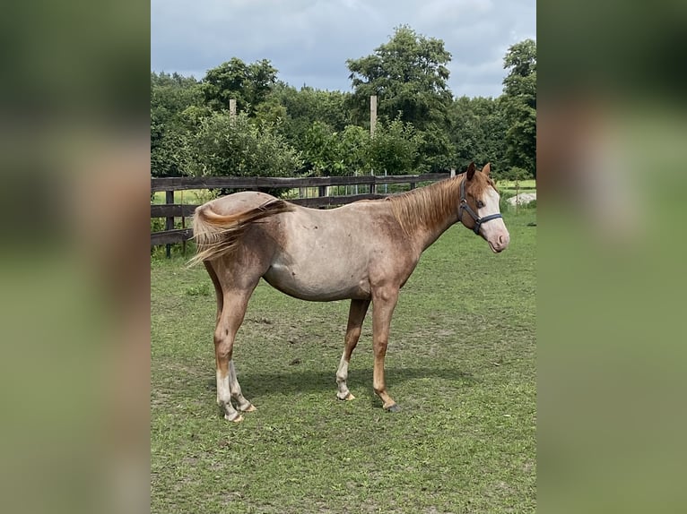 American Quarter Horse Stallion 1 year 14,3 hh Roan-Red in Kl&#xF6;tze