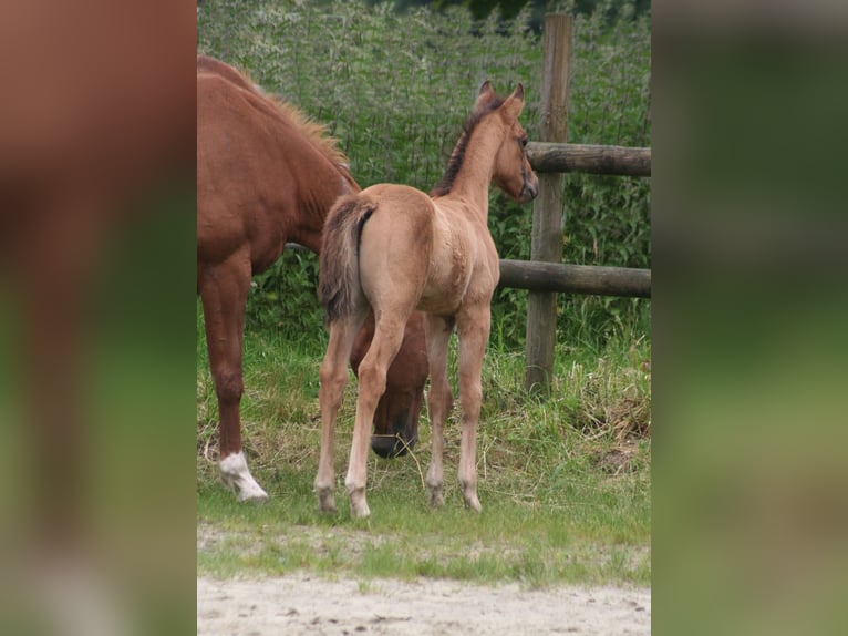 American Quarter Horse Stallion 1 year 14,3 hh in D&#xFC;sseldorf