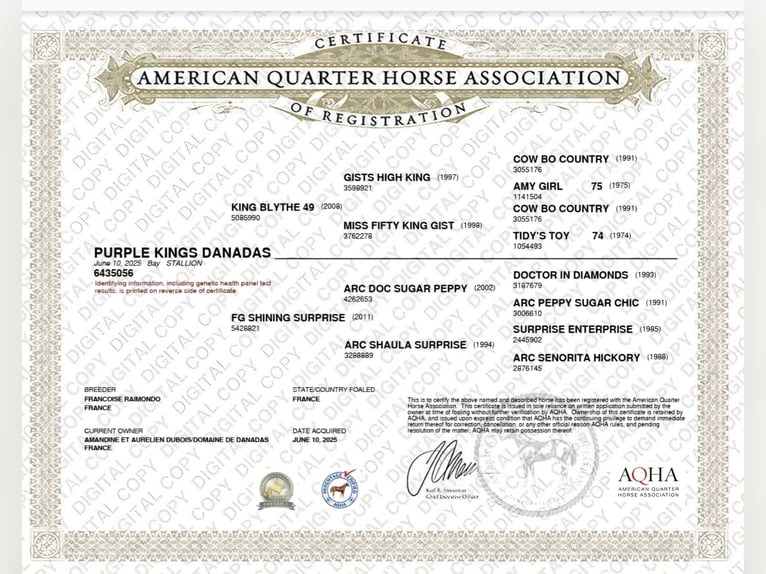 American Quarter Horse Stallion 1 year 15.1 hh Bay-Dark in ST IZAIRE