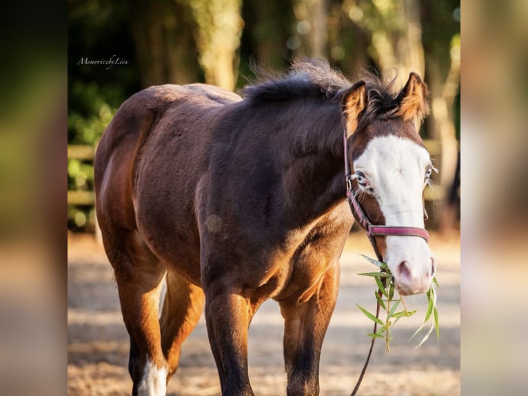 American Quarter Horse Stallion 1 year 15.1 hh Bay-Dark in Almkerk