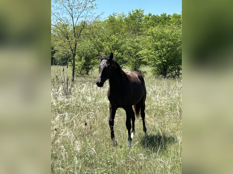 American Quarter Horse Stallion 1 year 15,1 hh Black in Kerekghyhaza