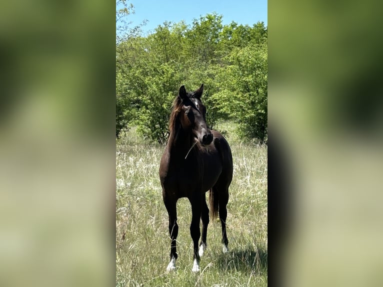 American Quarter Horse Stallion 1 year 15,1 hh Black in Kerekghyhaza