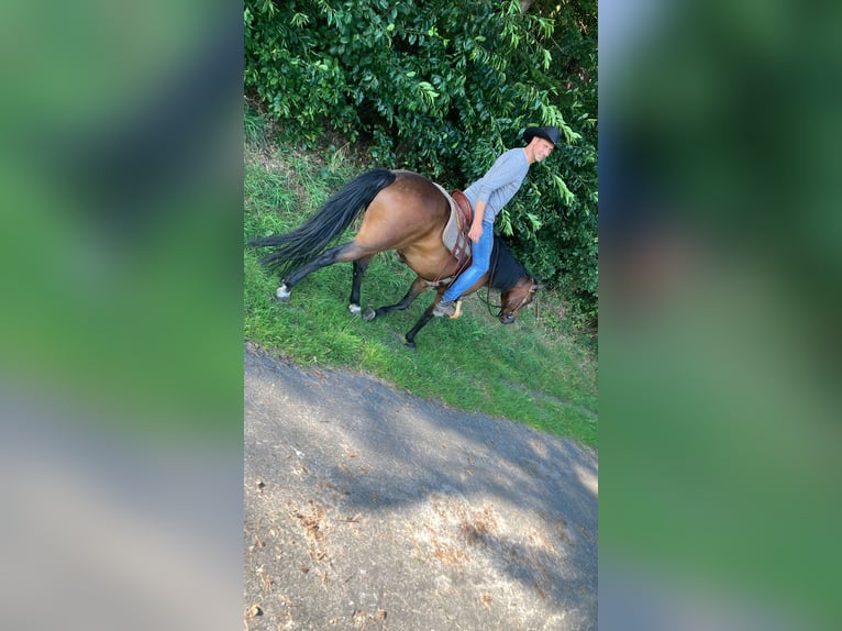 American Quarter Horse Stallion 1 year 15,1 hh Black in Mettingen