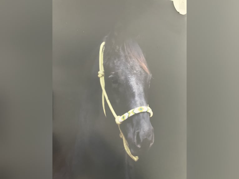 American Quarter Horse Stallion 1 year 15,1 hh Black in Mettingen