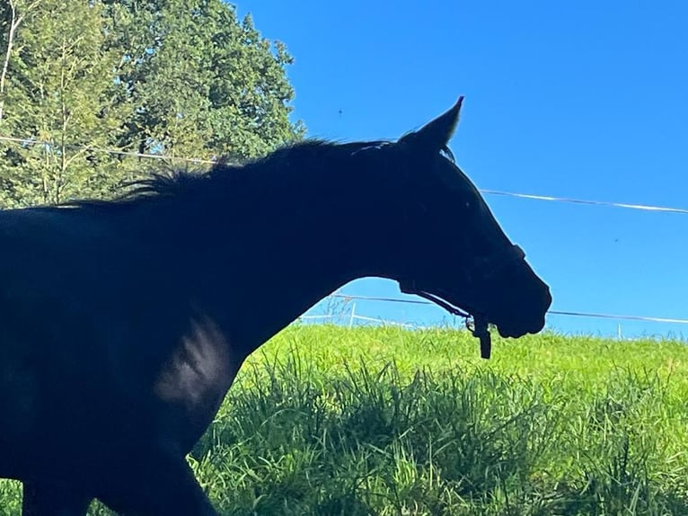 American Quarter Horse Stallion 1 year 15,1 hh Black in Mettingen