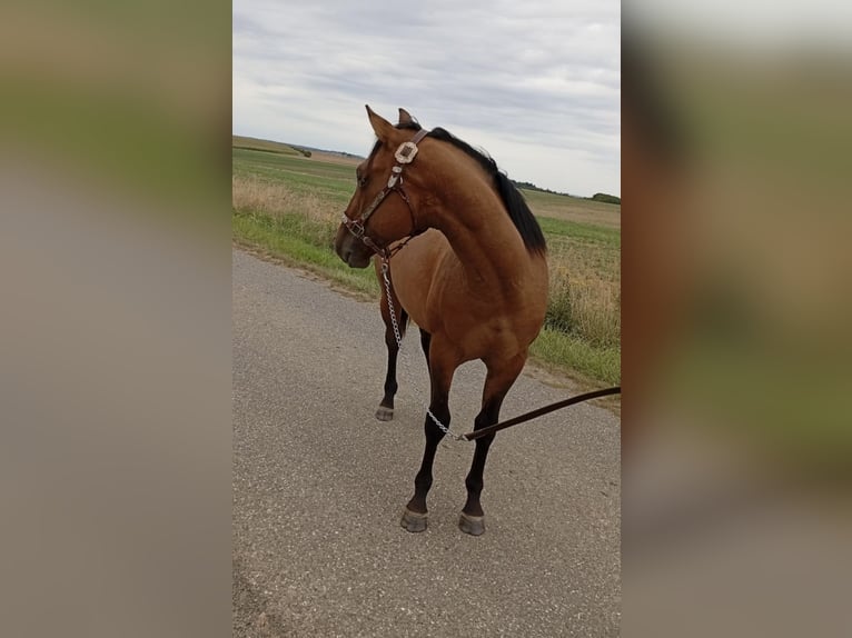 American Quarter Horse Stallion 1 year 15,1 hh Brown Falb mold in Petit-R&#xE9;derching