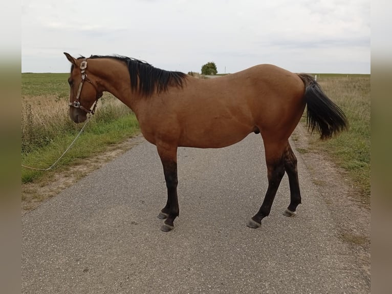 American Quarter Horse Stallion 1 year 15,1 hh Brown Falb mold in Petit-R&#xE9;derching