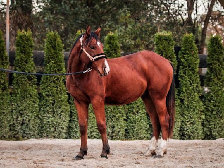 American Quarter Horse Mix Stallion 1 year 15,1 hh Brown in Forst