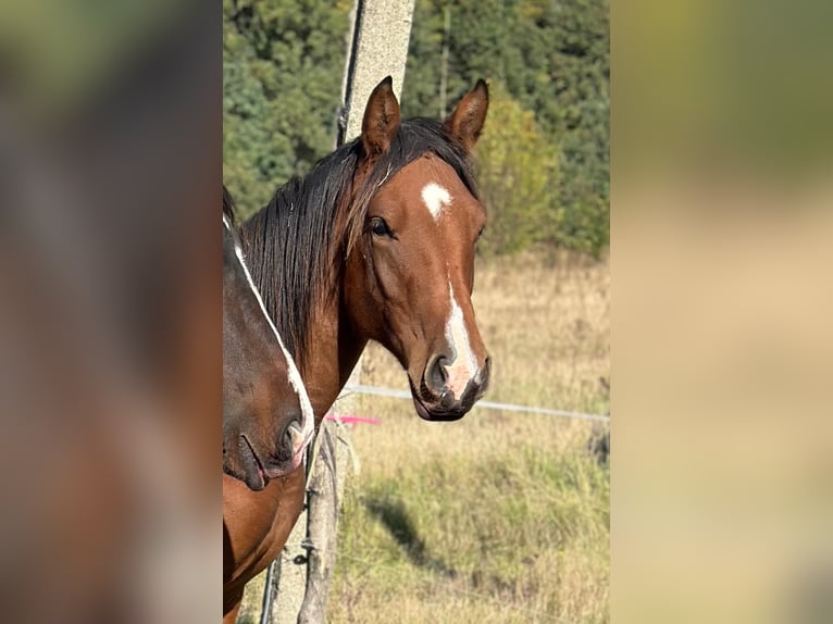 American Quarter Horse Mix Stallion 1 year 15,1 hh Brown in Forst