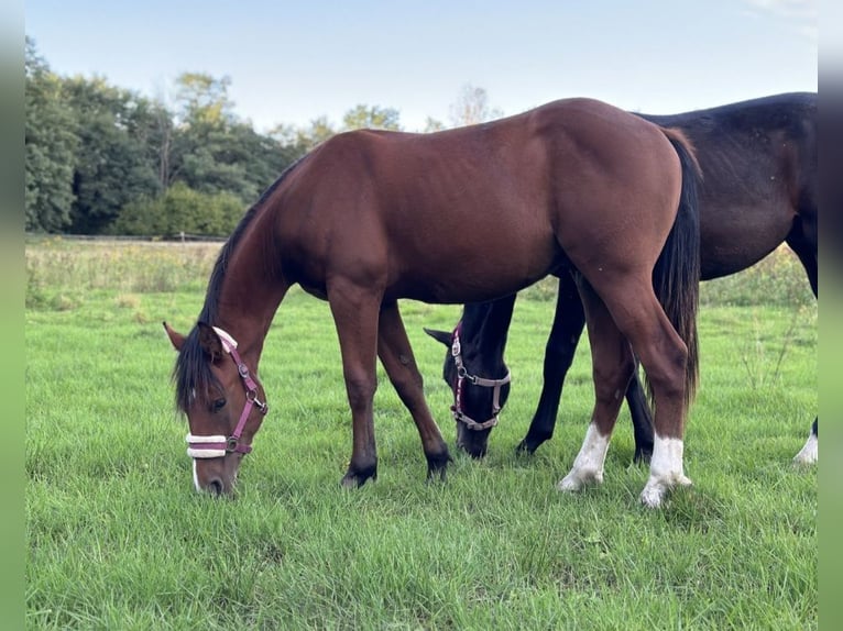 American Quarter Horse Mix Stallion 1 year 15,1 hh Brown in Forst