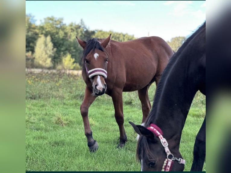 American Quarter Horse Mix Stallion 1 year 15,1 hh Brown in Forst