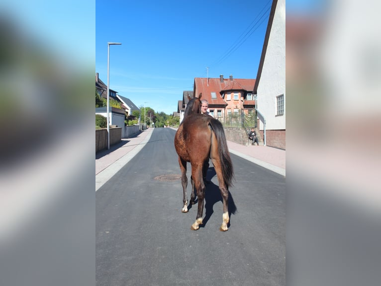 American Quarter Horse Stallion 1 year 15.1 hh Brown in Marktheidenfeld