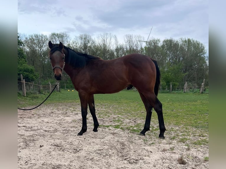 American Quarter Horse Stallion 1 year 15.1 hh Brown in Bassum