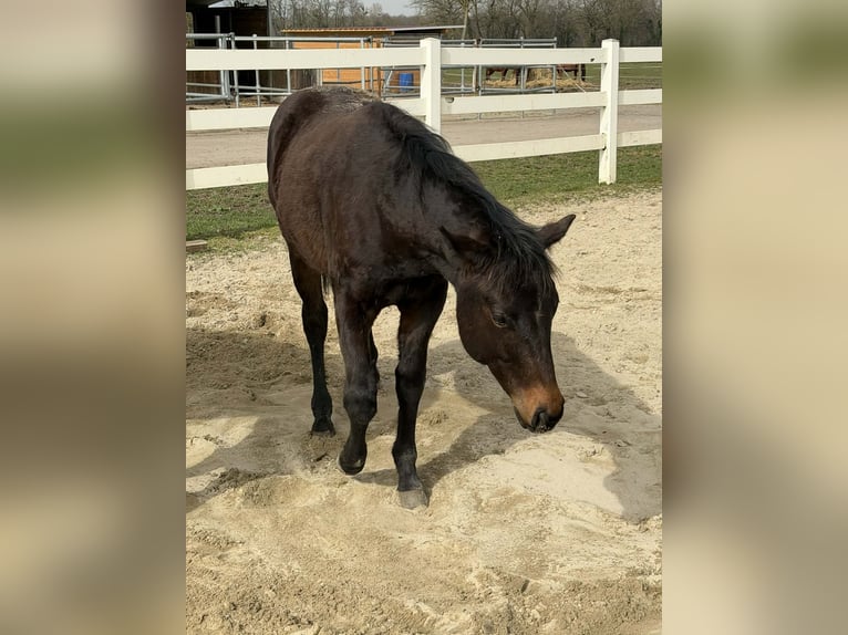 American Quarter Horse Stallion 1 year 15.1 hh Brown in Hilsenheim