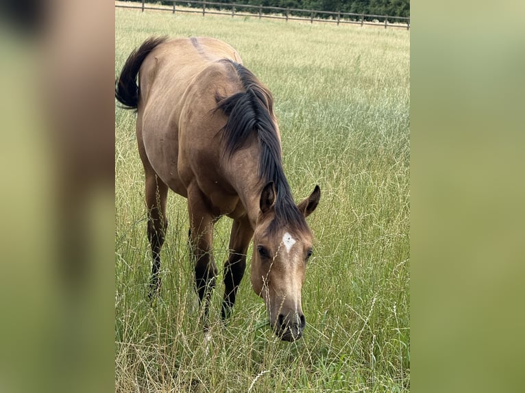 American Quarter Horse Stallion 1 year 15.1 hh Buckskin in Lahn
