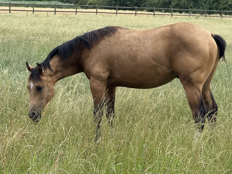 American Quarter Horse Stallion 1 year 15.1 hh Buckskin in Lahn