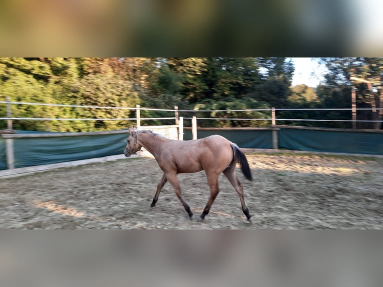 American Quarter Horse Stallion 1 year 15,1 hh Buckskin in Vilshofen