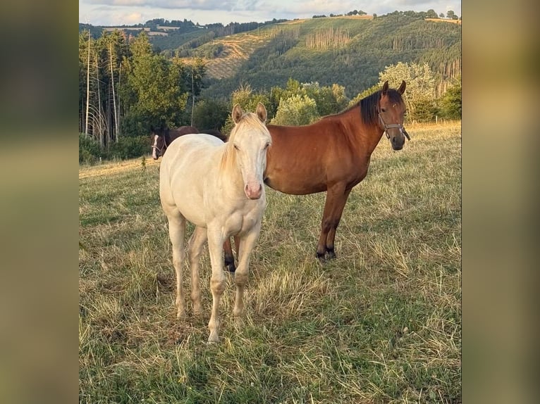 American Quarter Horse Mix Stallion 1 year 15.1 hh Champagne in Daleiden