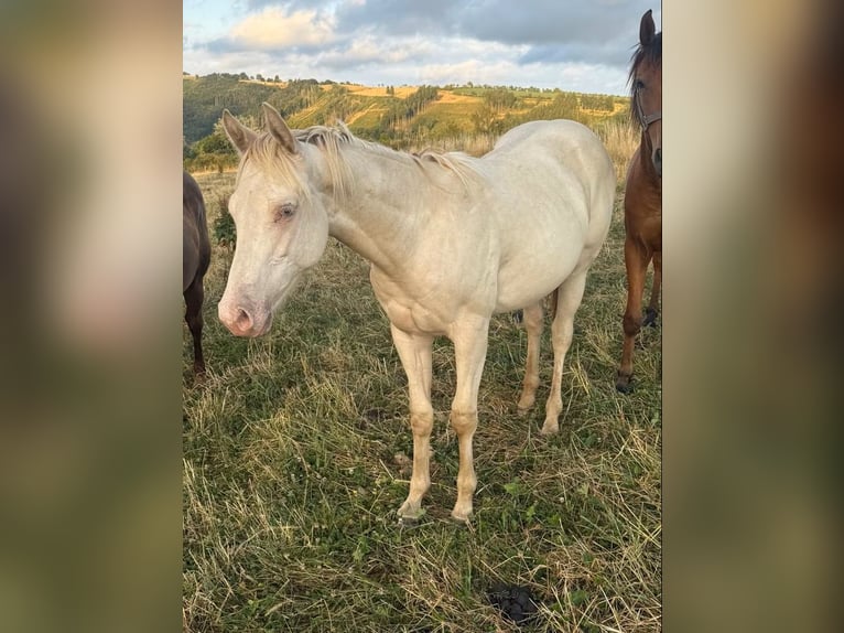 American Quarter Horse Mix Stallion 1 year 15.1 hh Champagne in Daleiden