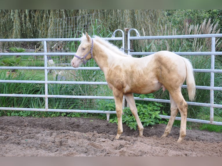 American Quarter Horse Stallion 1 year 15,1 hh Champagne in Bückeburg Evesen