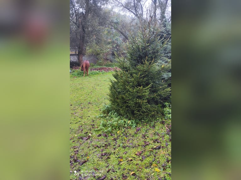 American Quarter Horse Stallion 1 year 15,1 hh Chestnut-Red in Banská Štiavnica