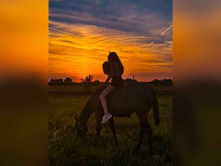 American Quarter Horse Mix Stallion 1 year 15,1 hh Chestnut-Red in Gottolengo