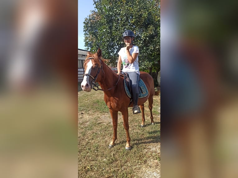 American Quarter Horse Mix Stallion 1 year 15,1 hh Chestnut-Red in Gottolengo