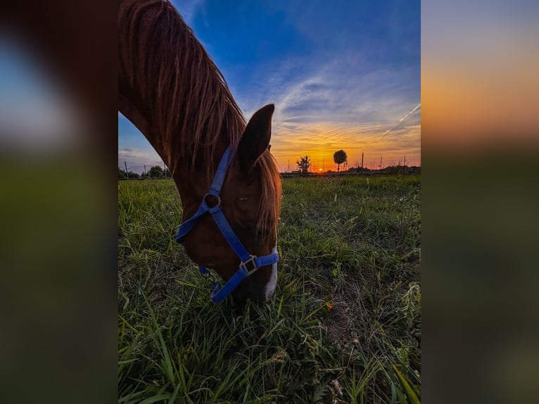 American Quarter Horse Mix Stallion 1 year 15,1 hh Chestnut-Red in Gottolengo