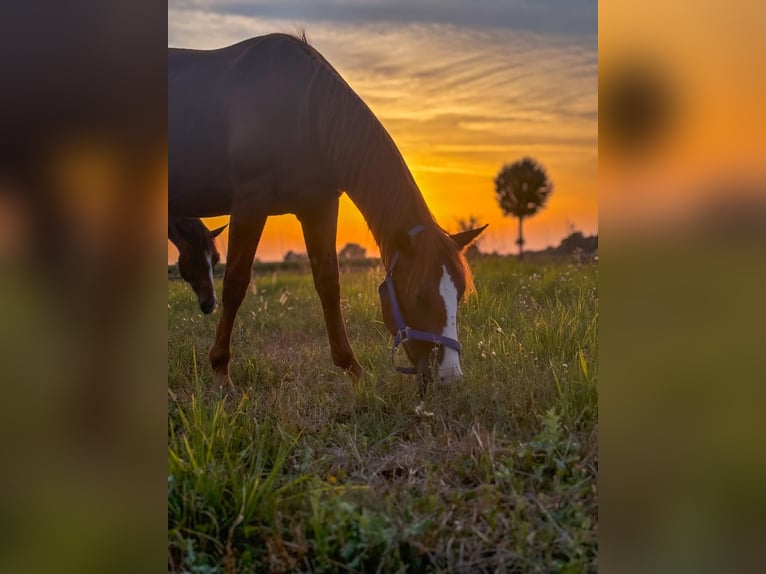 American Quarter Horse Mix Stallion 1 year 15,1 hh Chestnut-Red in Gottolengo