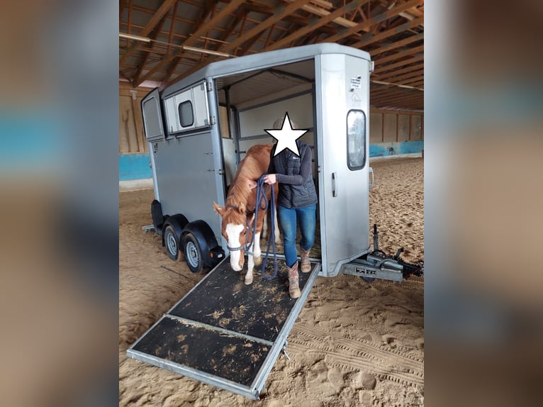 American Quarter Horse Stallion 1 year 15,1 hh Chestnut-Red in Nerenstetten