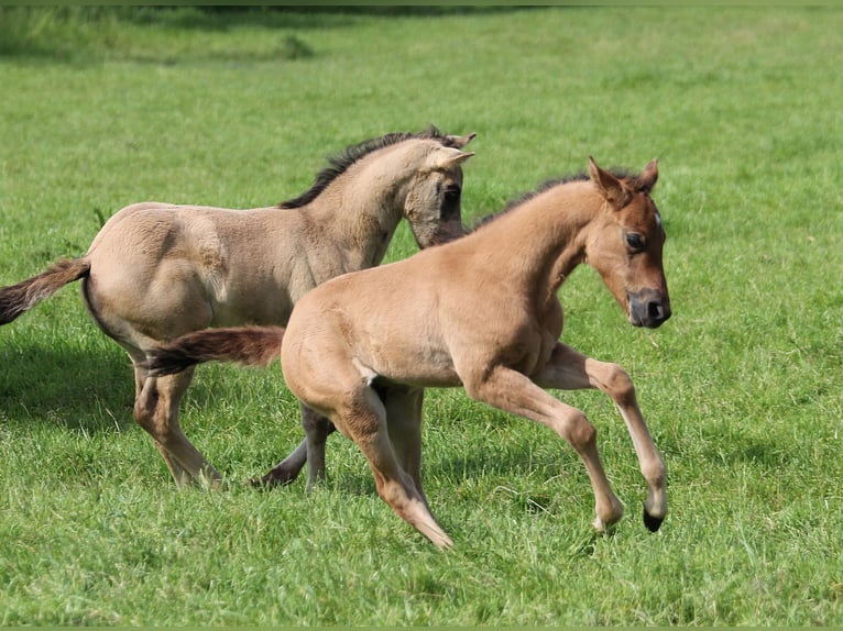 American Quarter Horse Stallion 1 year 15,1 hh Dun in Düsseldorf