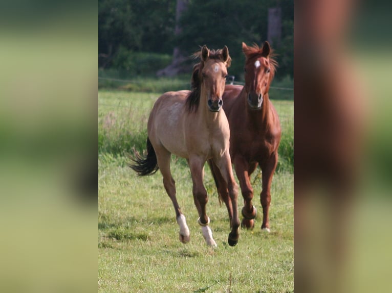 American Quarter Horse Stallion 1 year 15,1 hh Dun in Düsseldorf