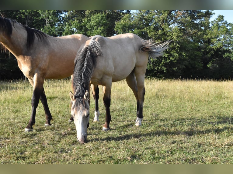 American Quarter Horse Stallion 1 year 15.1 hh Dunalino in Chambon