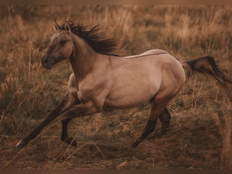 American Quarter Horse Stallion 1 year 15.1 hh Grullo in Marienberg