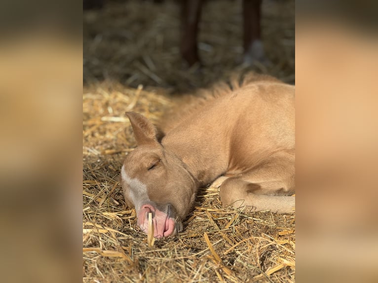American Quarter Horse Stallion 1 year 15.1 hh Palomino in Berlin