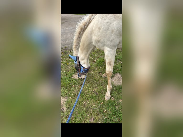 American Quarter Horse Stallion 1 year 15.1 hh Perlino in Oberhausen
