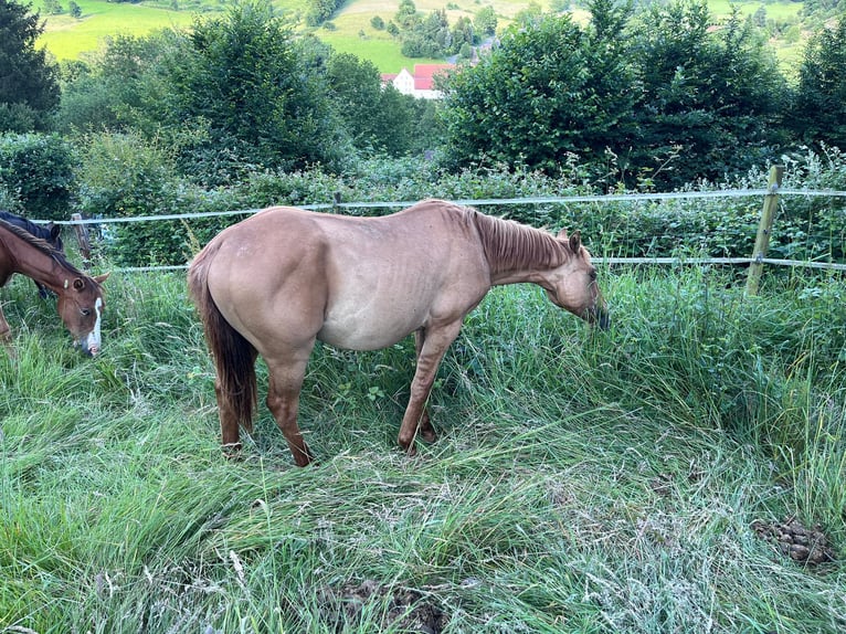 American Quarter Horse Stallion 1 year 15,1 hh Red Dun in Reichelsheim