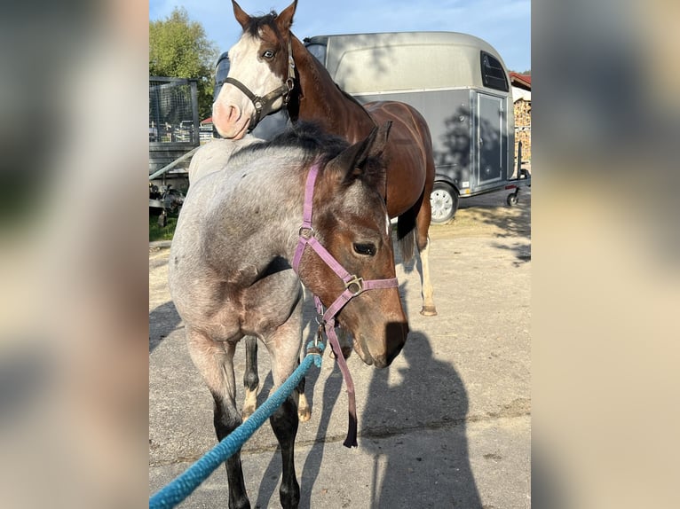 American Quarter Horse Stallion 1 year 15,1 hh Roan-Bay in Bad Abbach