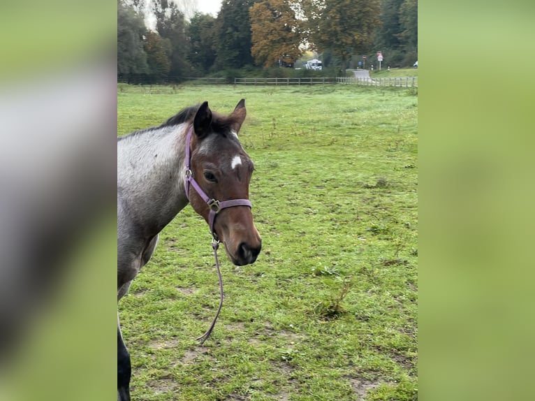 American Quarter Horse Stallion 1 year 15,1 hh Roan-Bay in Bad Abbach