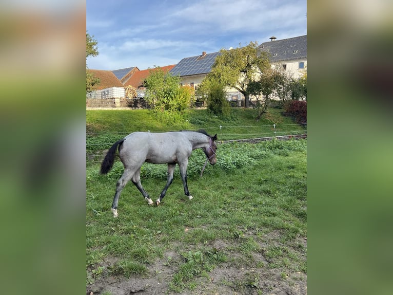 American Quarter Horse Stallion 1 year 15,1 hh Roan-Bay in Bad Abbach