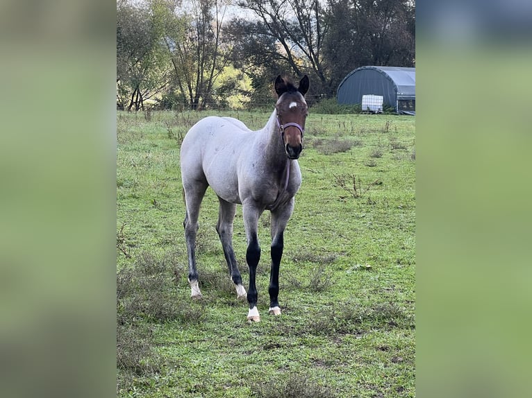 American Quarter Horse Stallion 1 year 15,1 hh Roan-Bay in Bad Abbach