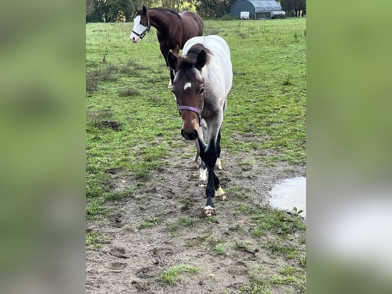 American Quarter Horse Stallion 1 year 15,1 hh Roan-Bay in Bad Abbach