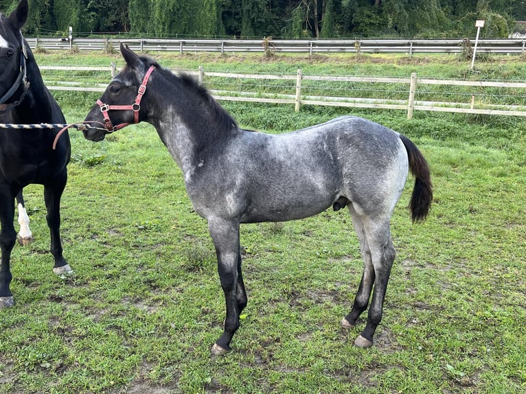 American Quarter Horse Stallion 1 year 15,1 hh Roan-Blue in Bad Abbach