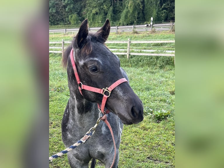 American Quarter Horse Stallion 1 year 15,1 hh Roan-Blue in Bad Abbach