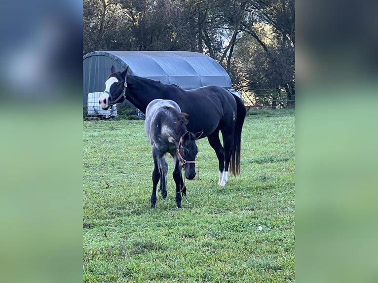 American Quarter Horse Stallion 1 year 15,1 hh Roan-Blue in Bad Abbach