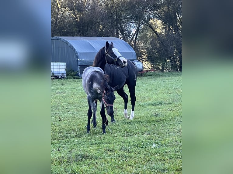 American Quarter Horse Stallion 1 year 15,1 hh Roan-Blue in Bad Abbach